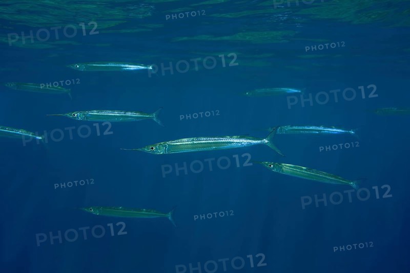 Red Sea Halfbeak (Hyporhamphus gamberur) swim in blue water