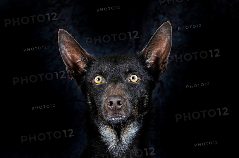 Australian Kelpie