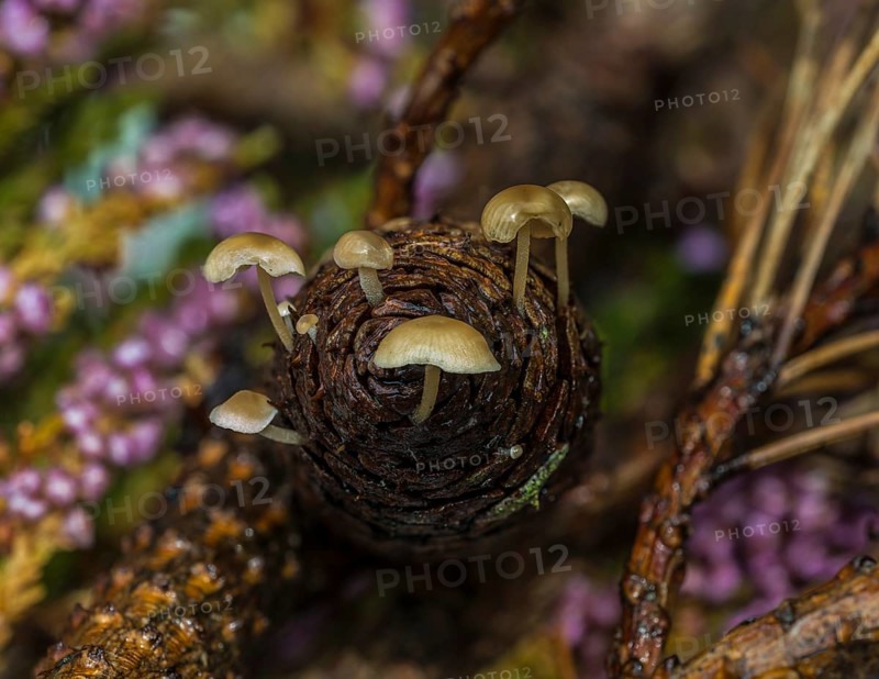 Conifer Cone Caps (Baeospora myosura)