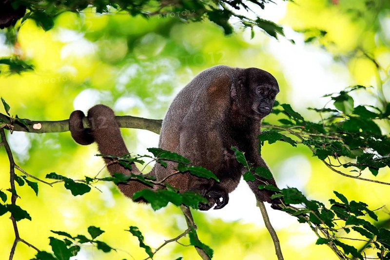 Brown woolly monkey (Lagothrix lagotricha)