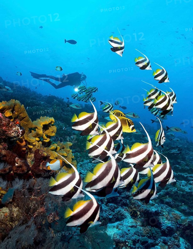 Diver watches swarm Pennant coralfish (Heniochus acuminatus)