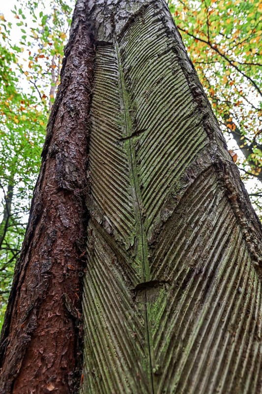 Pine (Pinus) with resin extraction until 1990
