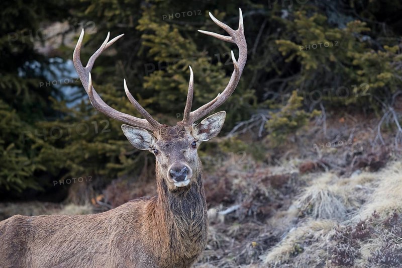 Red deer (Cervus elaphus)