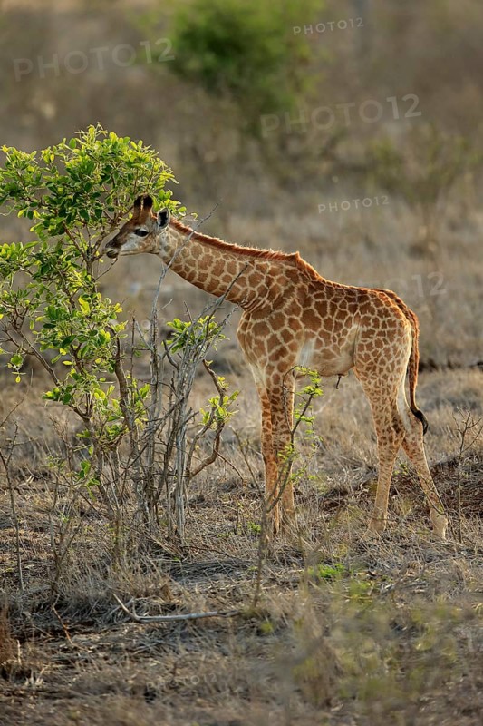 Southern giraffe (Giraffa camelopardalis giraffa)