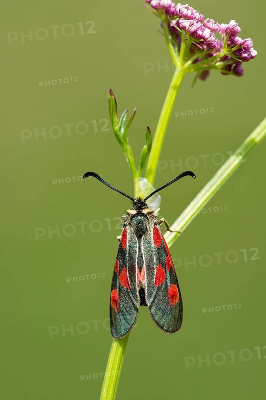 Six-spot burnet (Zygaena filipendulae) sits on Sumpf-Baldrian (Valeriana dioica)