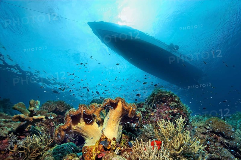 Coral reef with different corals and silhouette of dive boat