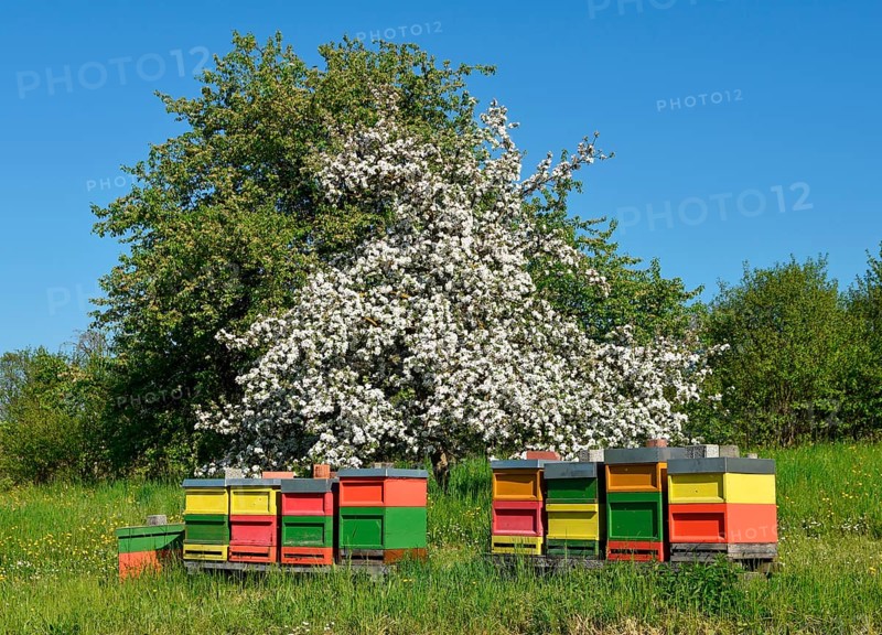 Bee hives in front of a blooming fruit tree