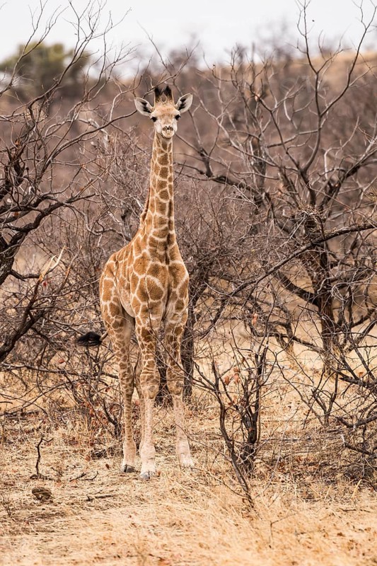 Giraffe (Giraffe Camelopardalis) camouflaged in the bush