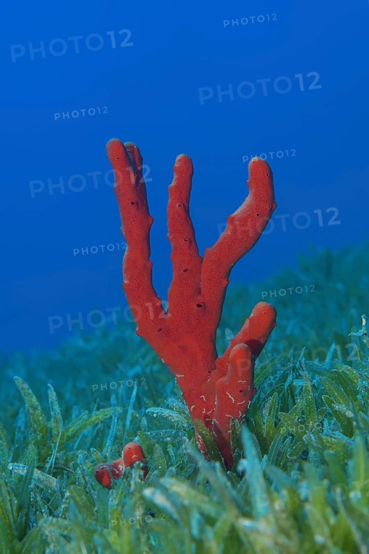 Red toxic finger-sponge (Negombata magnifica) in the sea grass