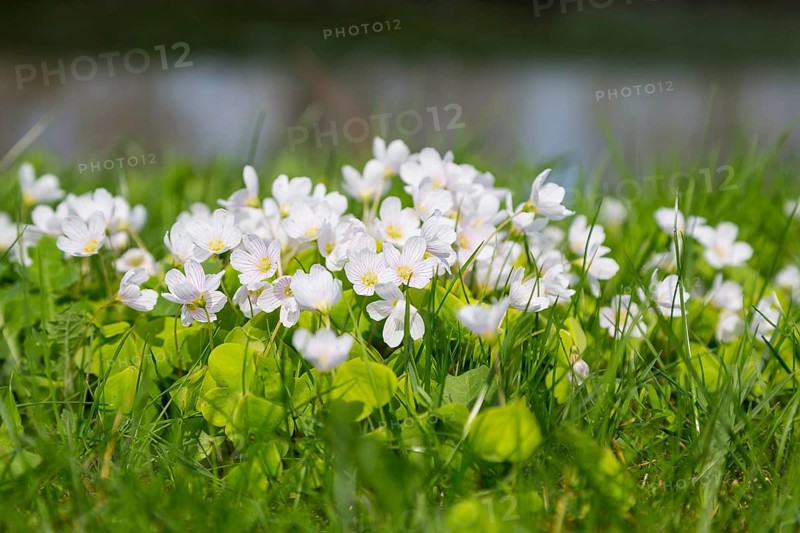 Common wood sorrel (Oxalis acetosella) flourishing