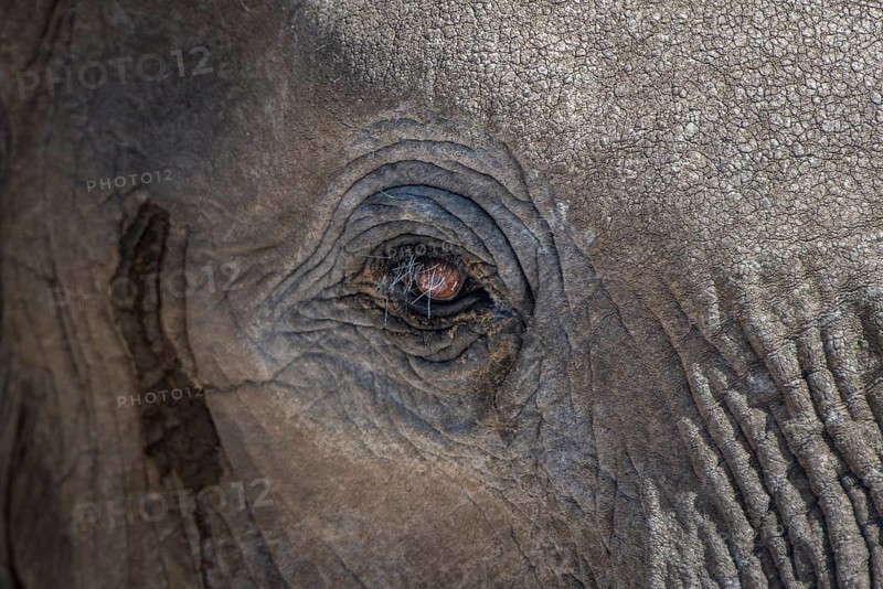 African elephant (Loxodonta africana)
