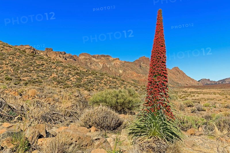 Flowering Echium wildpretii (Echium wildpretii)