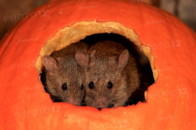 Two House mice (Mus musculus)
