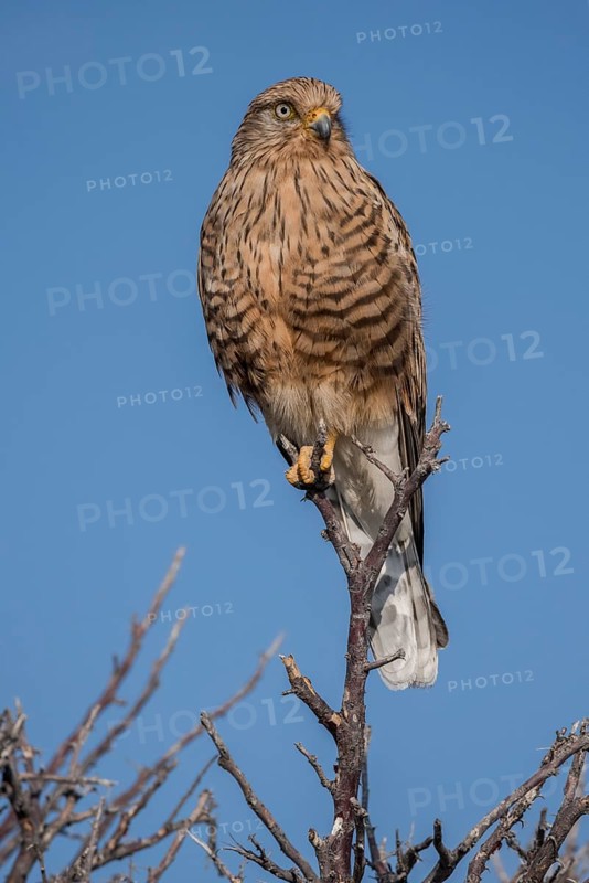 Greater kestrel (Falco rupicoloides)