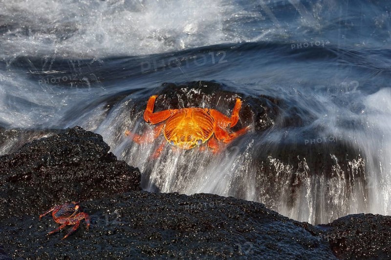 Red rock crab (Grapsus grapsus) on a rock in the surf