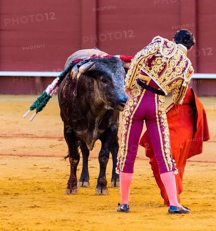 Bull stands in front of Matador