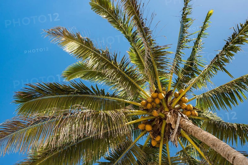 Coconut palm (Cocos nucifera) with coconuts
