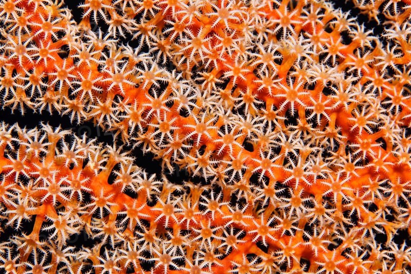 Coral fan