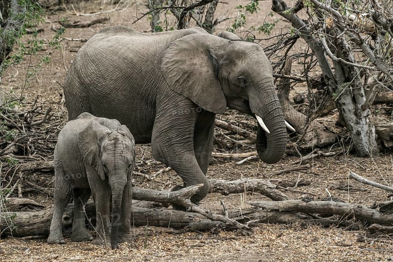 African bush elephants (Loxodonta africana)