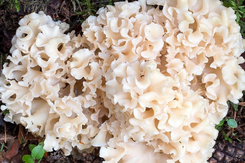 Wood Cauliflower fungus (Sparassis crispa)