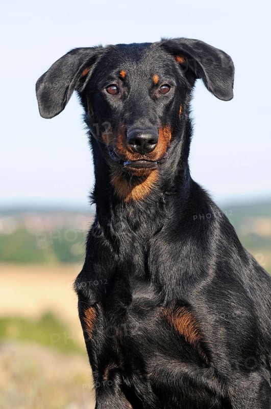 Beauceron
