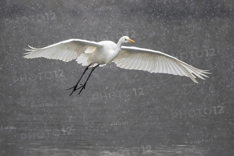 Great egret (Ardea alba)