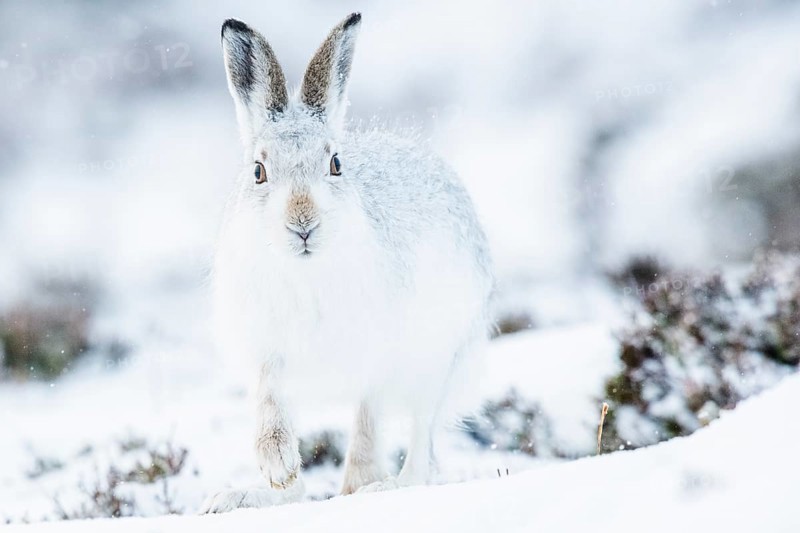 Mountain hare (Lepus timidus) sitting in snow