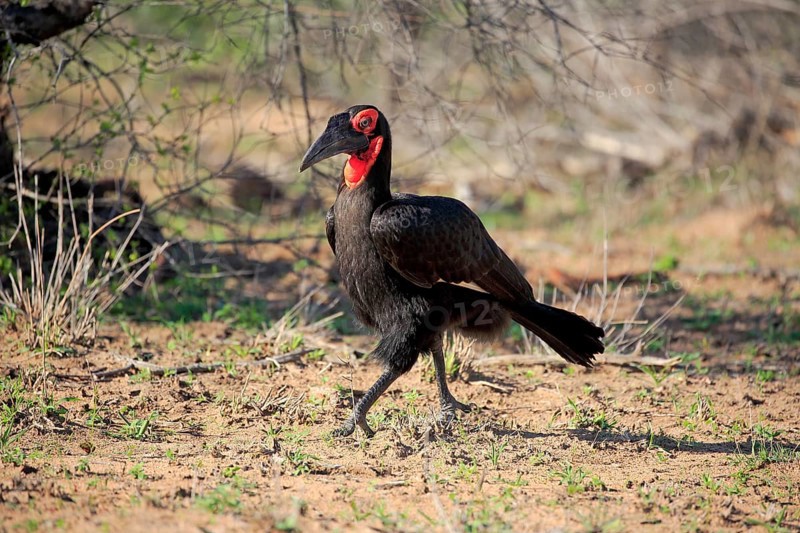 Southern ground hornbill (Bucorvus leadbeateri)