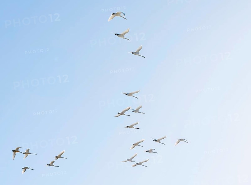 Flock of birds