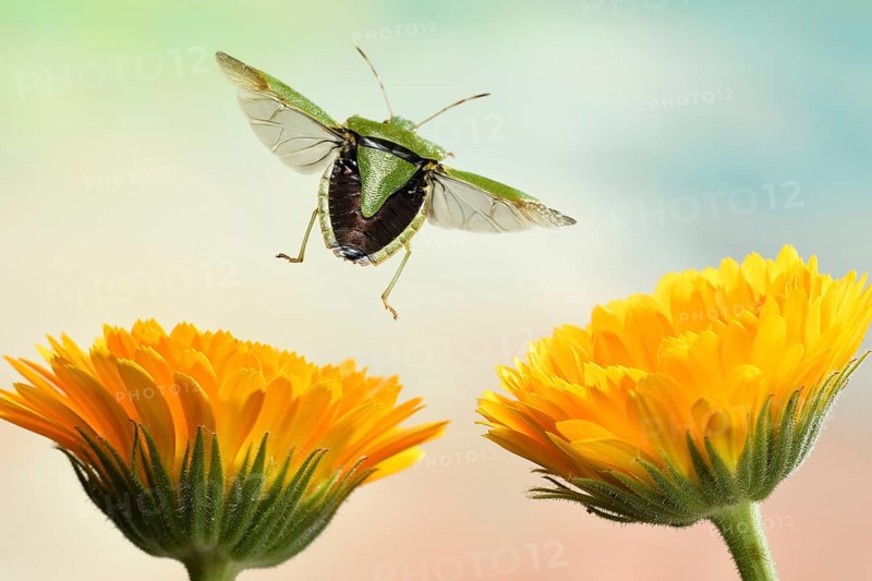 Green shield bug (Palomena prasina)
