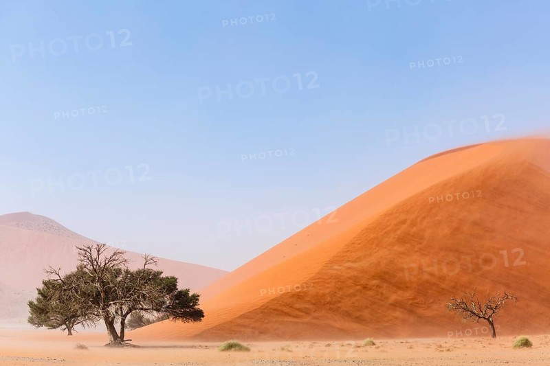 Camelthorn tree (Acacia erioloba) in front of Sand Dune