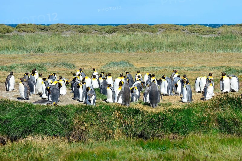 King penguins (Aptenodytes patagonicus)
