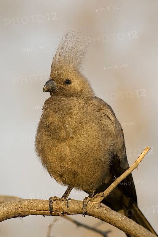 Grey Go-Away-Bird (Corythaixoides concolor) on twig