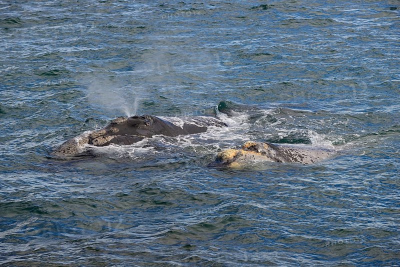 Blowing Southern right whale (Eubalaena australis)