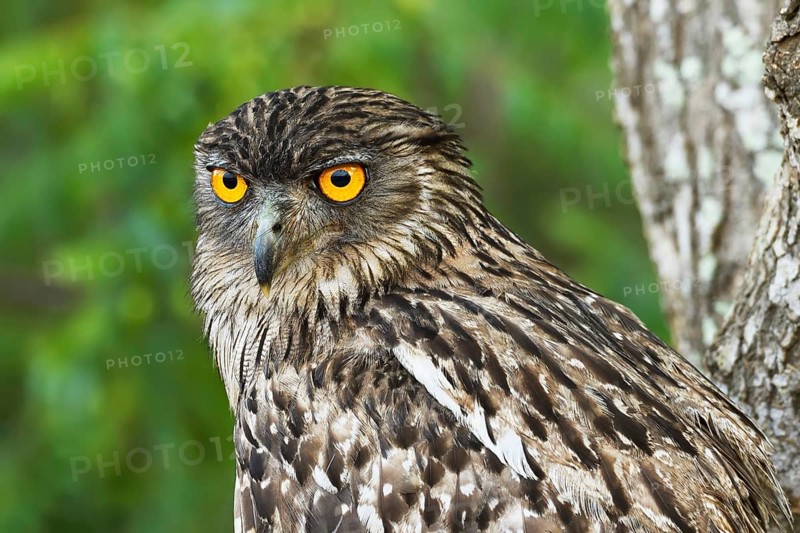 Brown Fish Owl (Bubo zeylonensis)