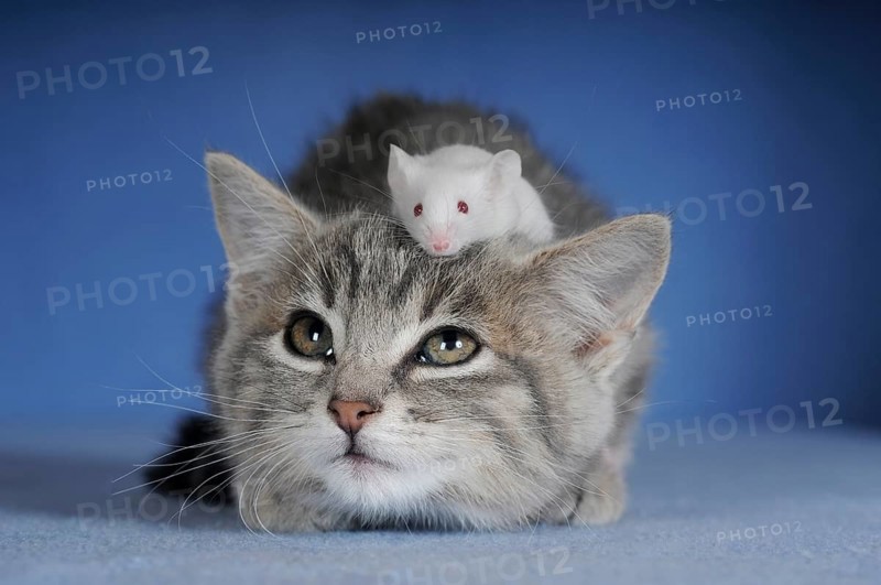 Kitten