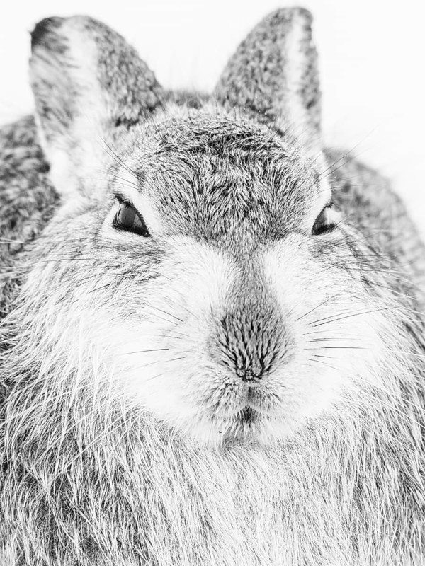 Mountain hare (Lepus timidus) in the snow