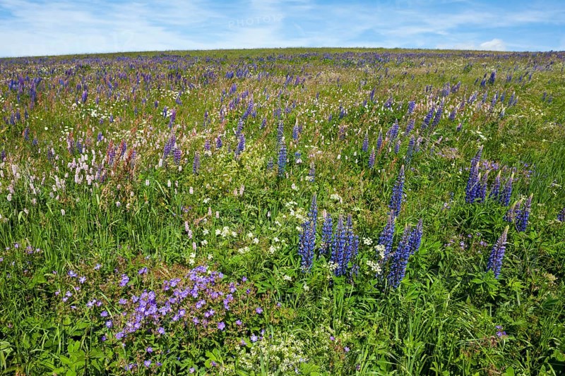 Flowering meadow with Lupins (Lupinus) and Cranesbill (Geranium)