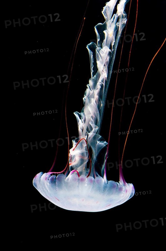 Illuminated purple-striped jellyfish (Chrysaora colorata)