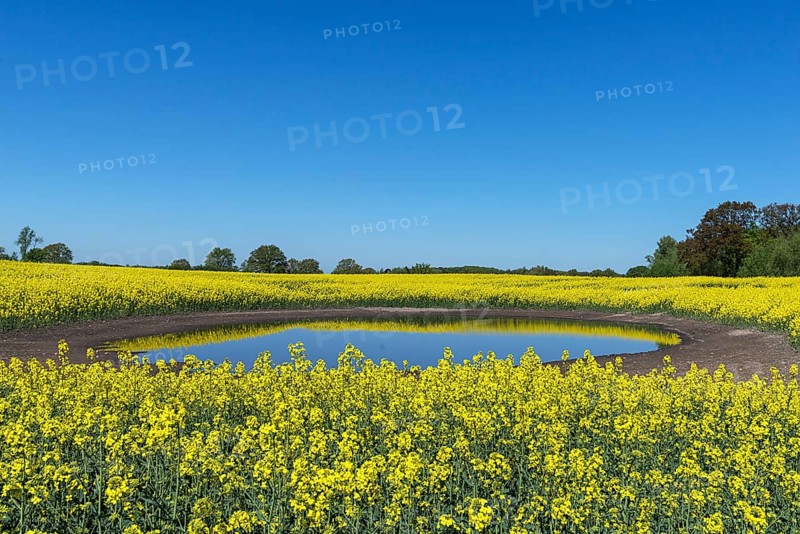 Blooming Rapefield (Brassica napus) is reflected in a Kettle hole