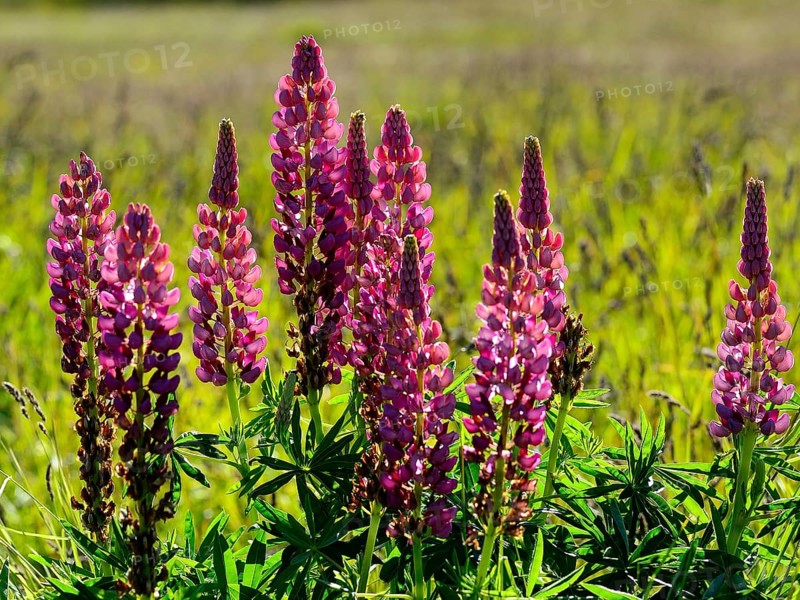 Pink flowering Lupins (Lupinus)