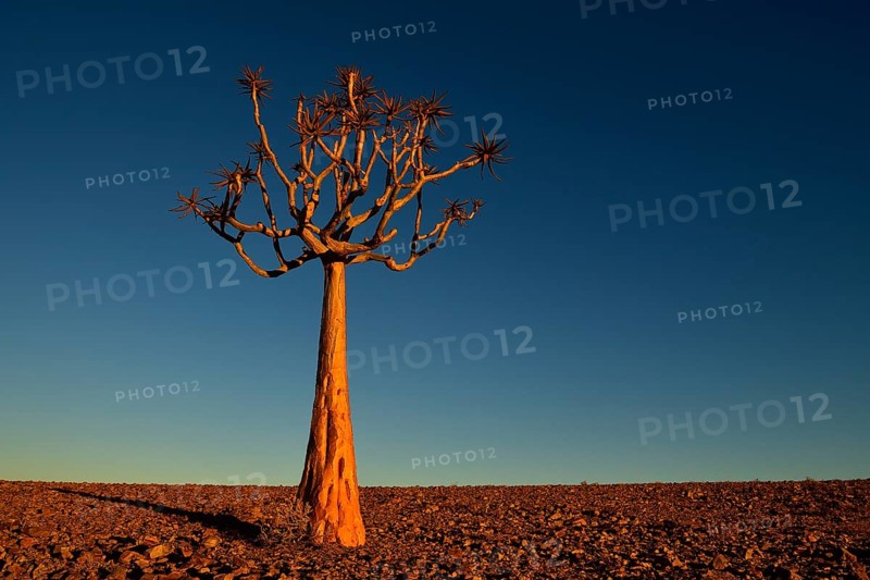 Quiver tree (Aloe dichotoma) near Fish River Canyon