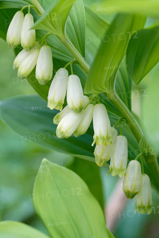 Solomon's seal (Polygonatum multiflorum)