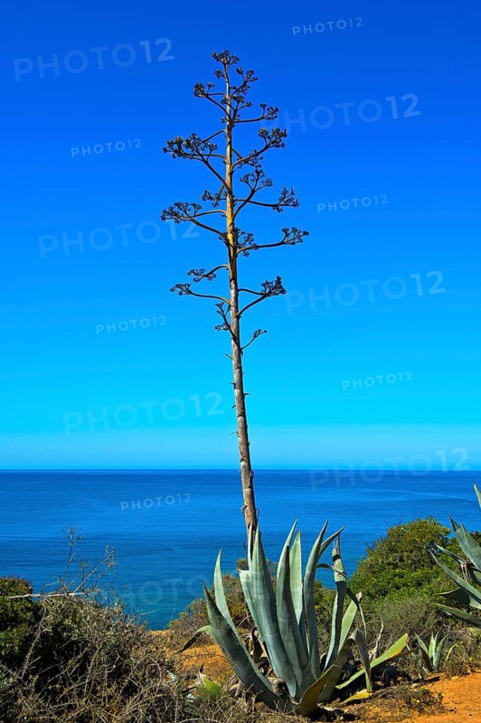 Century plant (Agave americana)
