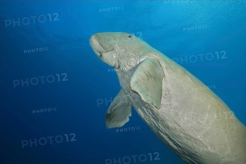 Sea Cow (Dugong dugon) rises to the surface