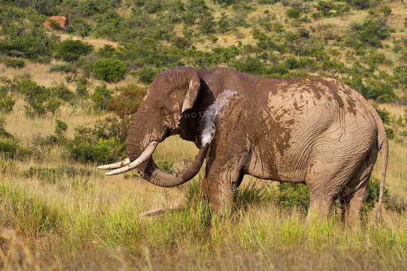 African elephant (Loxodonta africana)