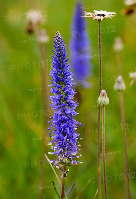 Spiked speedwell (Veronica spicata)