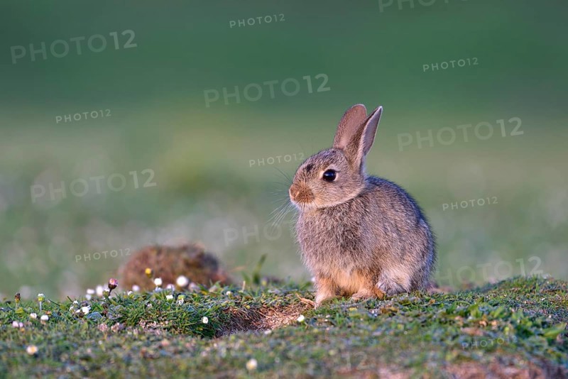 Young European rabbit (Oryctolagus cuniculus)