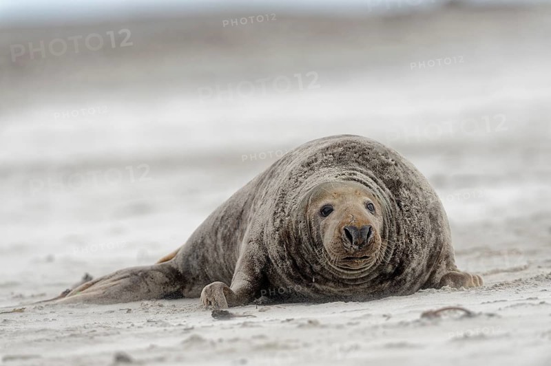 Grey seal (Halichoerus grypus)