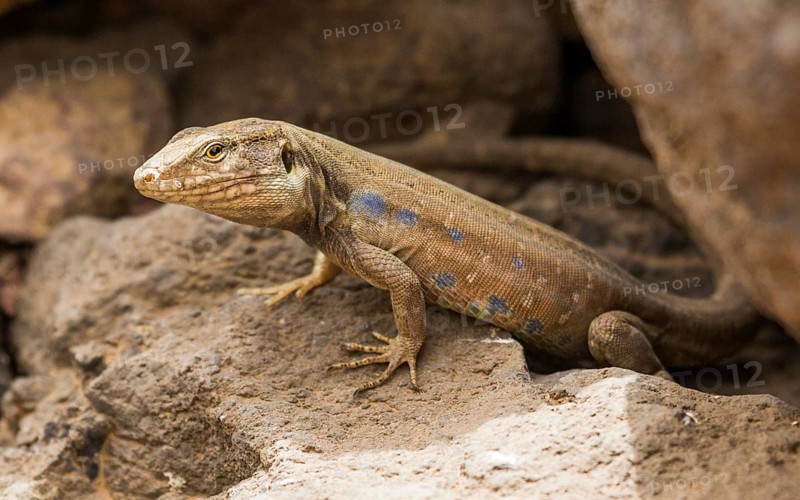 Gallot's lizard (Gallotia galloti) between rocks